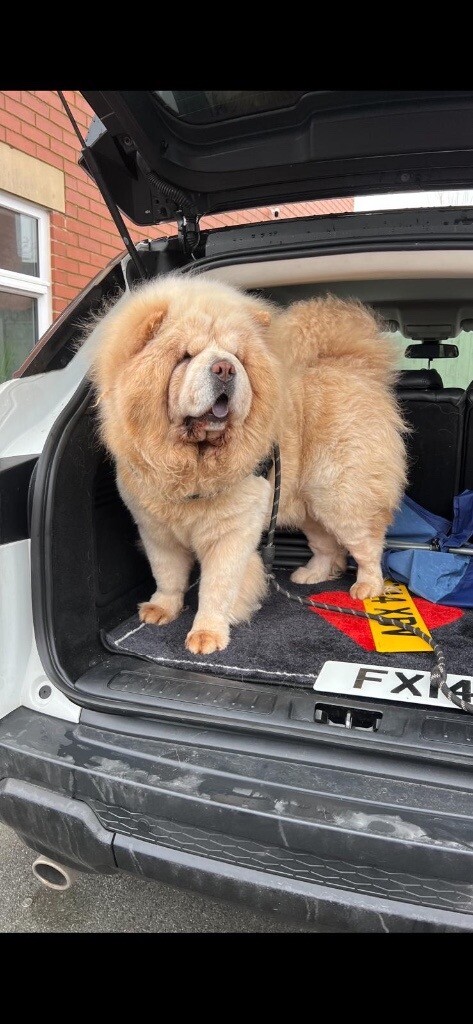 gumtree chow chow